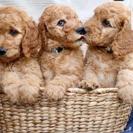 Bernedoodle and Goldendoodle Puppies from Happy Valley Doodles