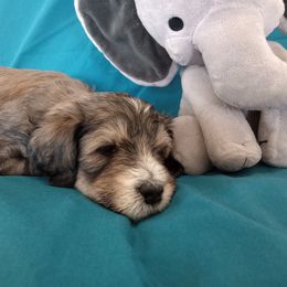 Bernedoodle Puppies from Positively Doodles