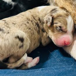 Hazel - Red merle female Aussiedoodle puppy in Hempstead, Texas from Young Gun Aussies