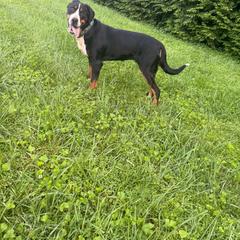 Greater Swiss Mountain Dog puppies from Simply Swissies