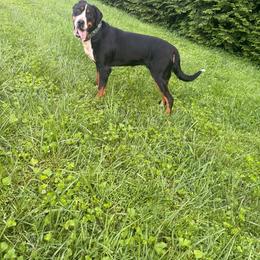 Greater Swiss Mountain Dog puppies from Simply Swissies