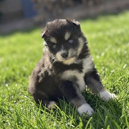 Boy 1 - Black and white male Pomsky puppy in Whittier, California from Legendary Pomskies