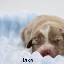 Jake - Red merle male Miniature Australian Shepherd puppy in Weeki Wachee, Florida from Arlington's Mini Aussies
