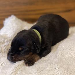 Delilah - Black and rust female Doberman Pinscher puppy in Boyd, Texas from Team Feem Breeders