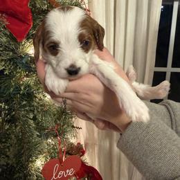 Cinderella - Parti female Goldendoodle puppy in Ashland, Kentucky from Still Waters Farm