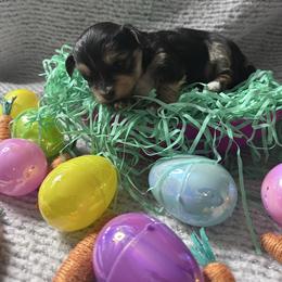 Pistachio - Black and tan male Morkie puppy in Arlington, Texas from Paw Paradise 82