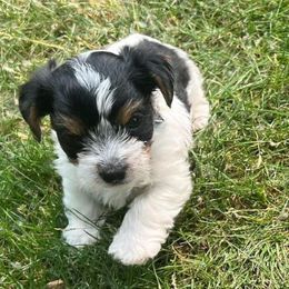 Yorkshire Terriers from Luxuryminiyorkiesllc