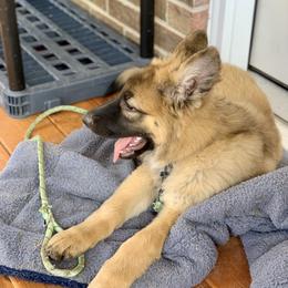German Shepherd and Miniature American Shepherd Puppies from Bouchard’s Best Shepherds