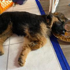 Dutch Shepherds and German Shepherds from Loves German Shepherds