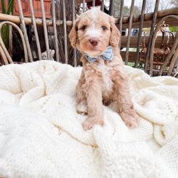Blue collar - Apricot male Goldendoodle puppy in San Antonio, Texas from Pasatiempo Ranch