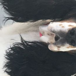NOAH - English Springer Spaniel