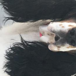 NOAH - English Springer Spaniel
