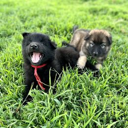 Belgian Tervuren from Ozma Belgians