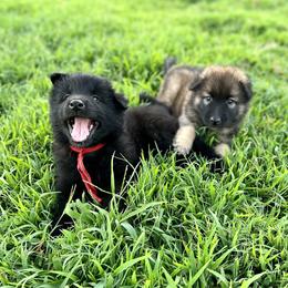 Belgian Tervuren from Ozma Belgians