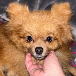 Millie - Pomeranian