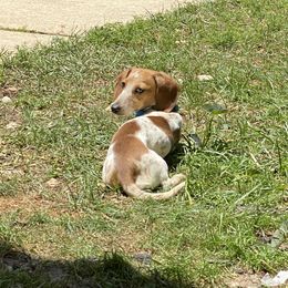 Allie - Dachshund
