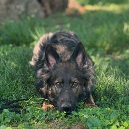 Remmy - Sable female German Shepherd puppy in Pickens, South Carolina from Von Maqqedah Haus German Shepherds