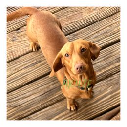 Tyr - Dachshund