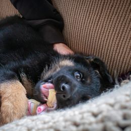 German Shepherd Puppies from Hutchens German Shepherds - Kennel and Training
