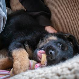 German Shepherd Puppies from Hutchens German Shepherds - Kennel and Training