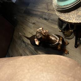 Queenie - Dachshund
