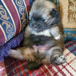 Companion Cross, Pomeranian, and Sheepadoodle Puppies from Fluffy Wonders Poms and Doodles