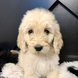 Frank - Cream male Goldendoodle puppy in Caddo Mills, Texas from Fire Wife Doodles
