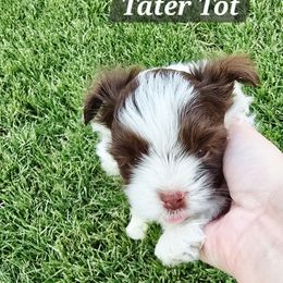 Tater Tot - Chocolate tan and white male Biewer Terrier puppy in Bakersfield, California from Melissa Lichtenberg