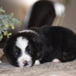 Lilac - Black tri female Miniature Australian Shepherd puppy in Lowgap, North Carolina from Baileys Mini Aussies