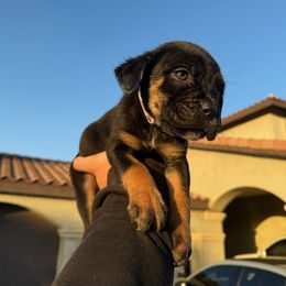 Cane Corso Puppies from ThinLine Cane Corso