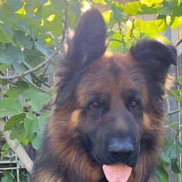 Tobi - Black and red male German Shepherd puppy in Sacramento, California from Von Blackwolf German Shepherds