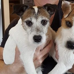 Parson Russell Terriers from Montana Jacks