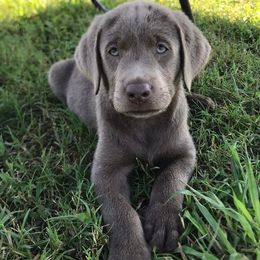 Dilute Retrievers and Labrador Retrievers from Straight Shooter Labradors