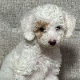 Bashful - White female Poodle puppy in Akeley, Minnesota from Blessed Acres Miniature Poodles