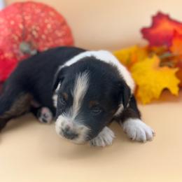 Fletcher - Black tri-color male Australian Shepherd puppy in Asheboro, North Carolina from Stellar Aussies