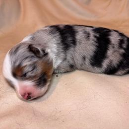 Puppy 3 - Blue merle male Miniature Australian Shepherd puppy in Massapequa, New York from All That Auss Mini Aussies