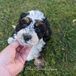 Aussiedoodle Puppies from Blue Diamond Puppies