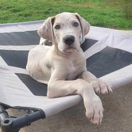 Mojito - Great Dane puppy from Not So Dainty Danes