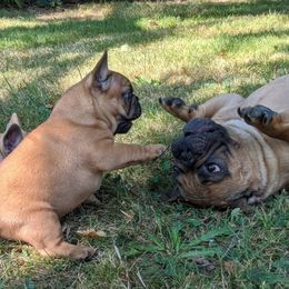 French Bulldog and Labrador Retriever Puppies from Rare Pearl Labradors and Belle Rouge Frenchies