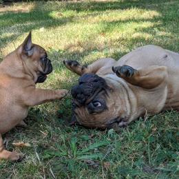 French Bulldog and Labrador Retriever Puppies from Rare Pearl Labradors and Belle Rouge Frenchies