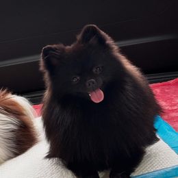 Secret - Pomeranian