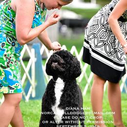 Portuguese Water Dog Puppies from Allegiance Portuguese Water Dogs