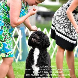 Portuguese Water Dog Puppies from Allegiance Portuguese Water Dogs
