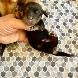 Caroline - Black and tan female Dachshund puppy in Riverton, Wyoming from Wild Rose Ridge Doxies