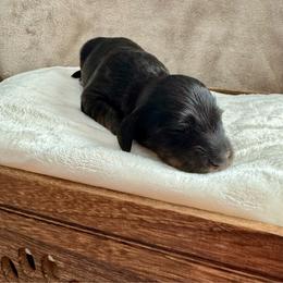 Beau - Black and tan male Dachshund puppy in Franklin, Tennessee from Wendy's Weenies