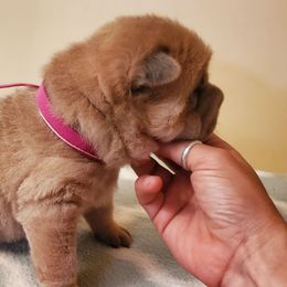 Sophia - Isabella dilute female Chinese Shar-Pei puppy in Ste. Marie, Illinois from JoShel’s Silver Lined Wrinkles and Tails