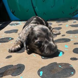 Jack - Dapple male Dachshund puppy in Hawley, Texas from Foxy’s Dachshunds & Toy Aussies