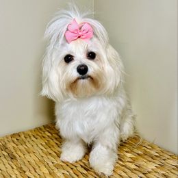 Hadley - Maltese