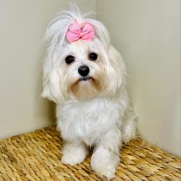 Hadley - Maltese
