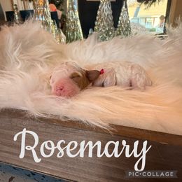 Rosemary - Blenheim female Cavapoo puppy in Chattanooga, Tennessee from Scenic City Doodles